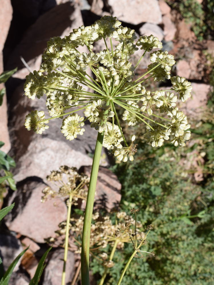 Image of Archangelica tschimganica specimen.