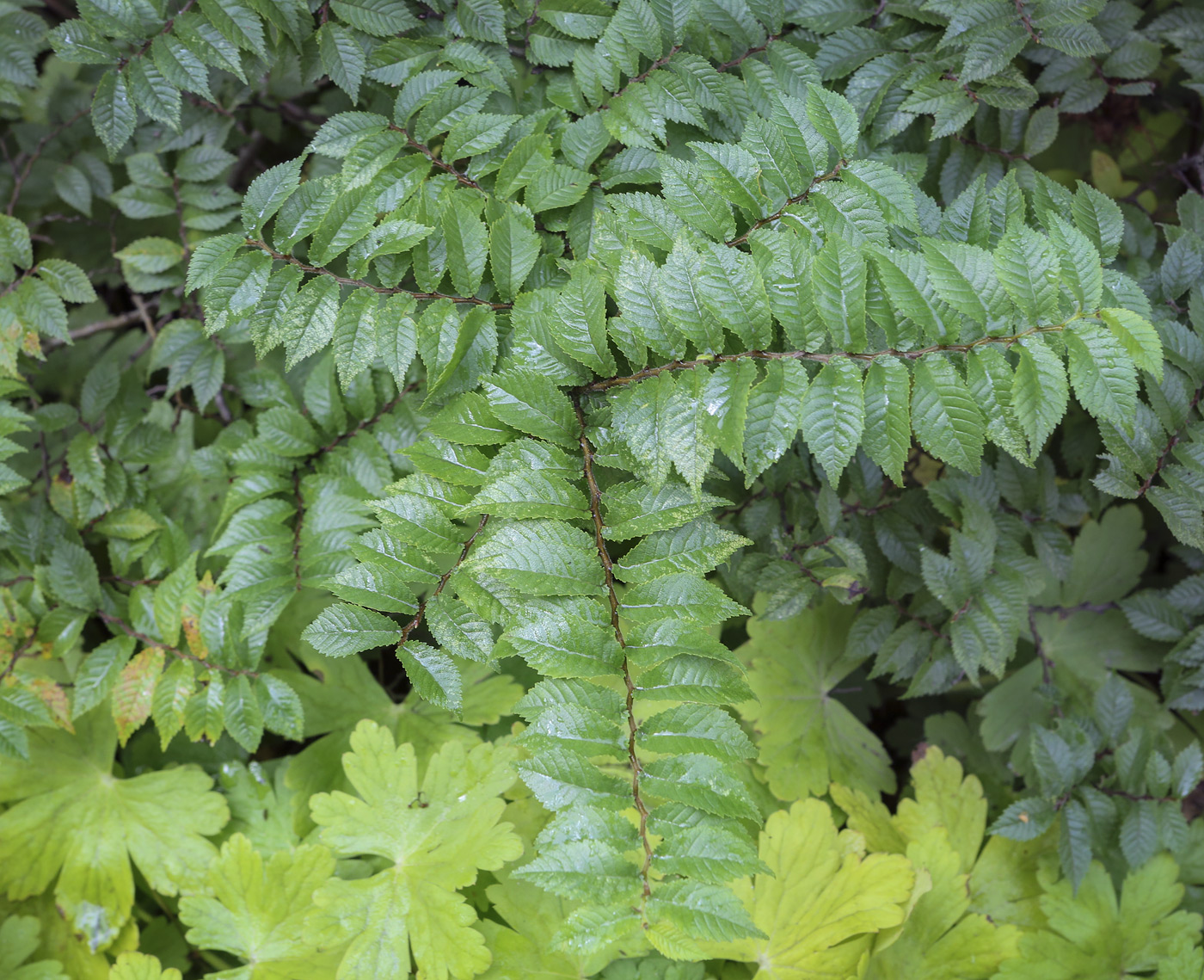 Изображение особи Ulmus parvifolia.