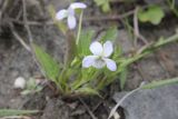 Viola pumila