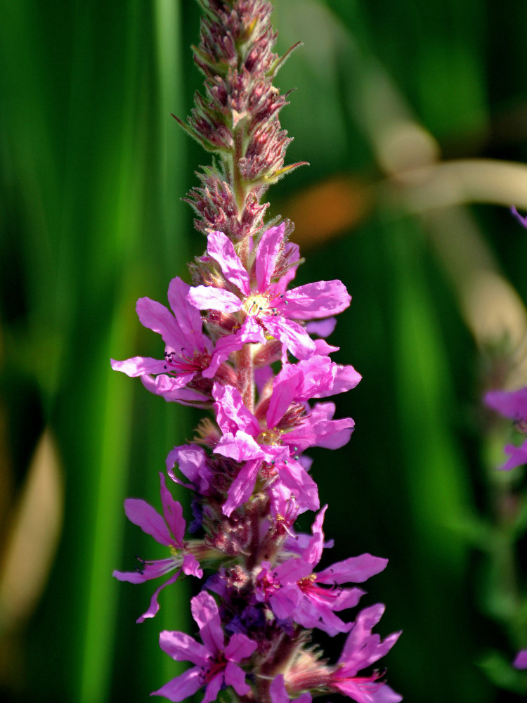 Image of Lythrum salicaria specimen.