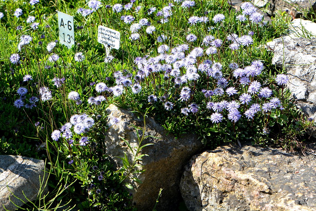 Image of Globularia cordifolia specimen.