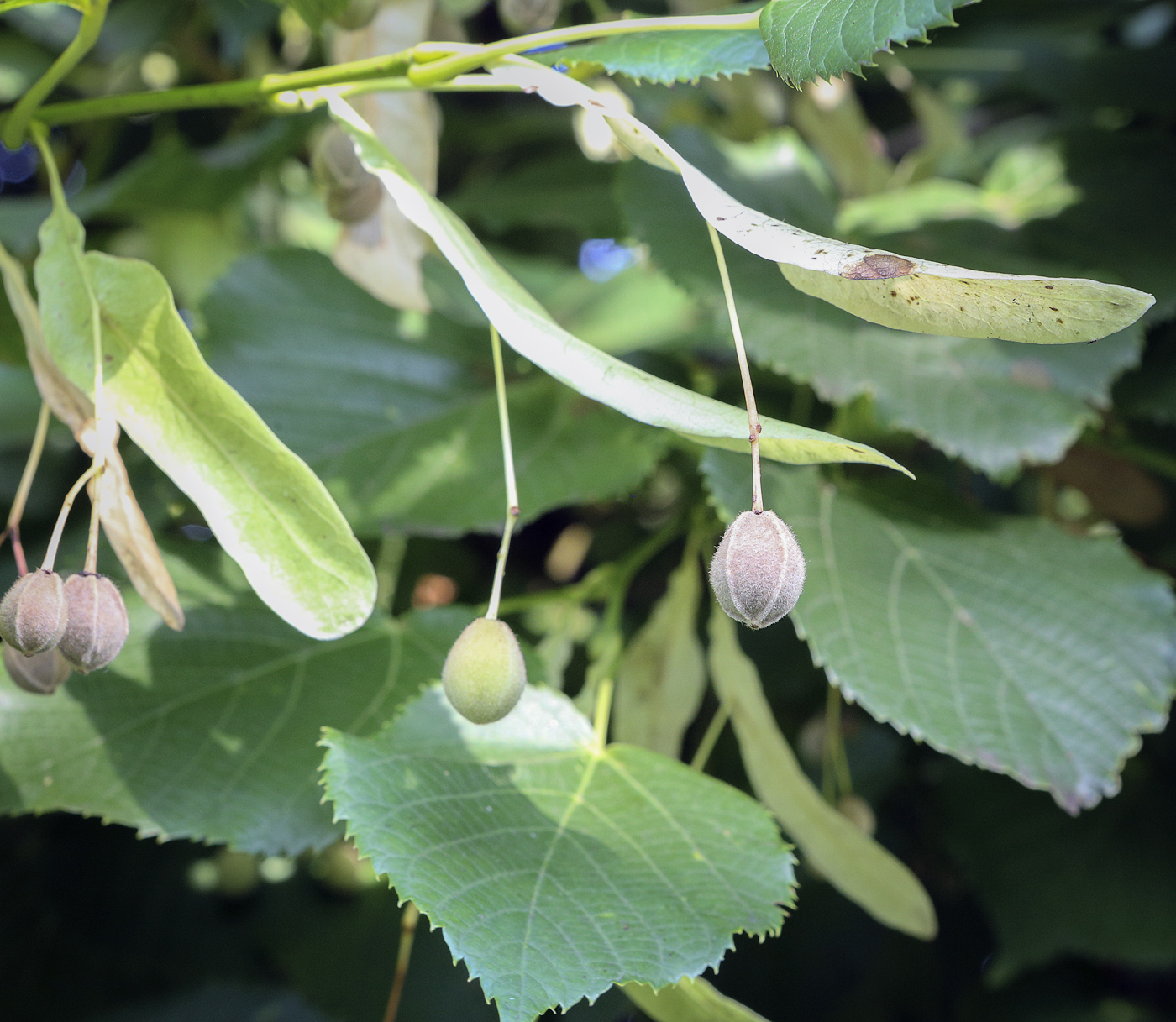 Image of Tilia platyphyllos specimen.