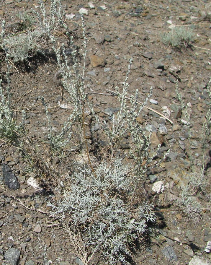 Изображение особи Artemisia lessingiana.