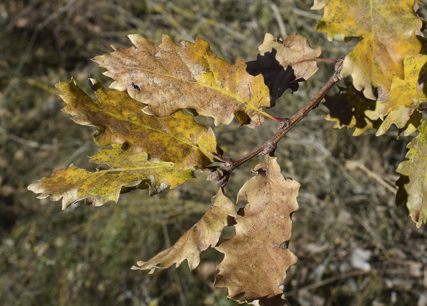 Image of genus Quercus specimen.