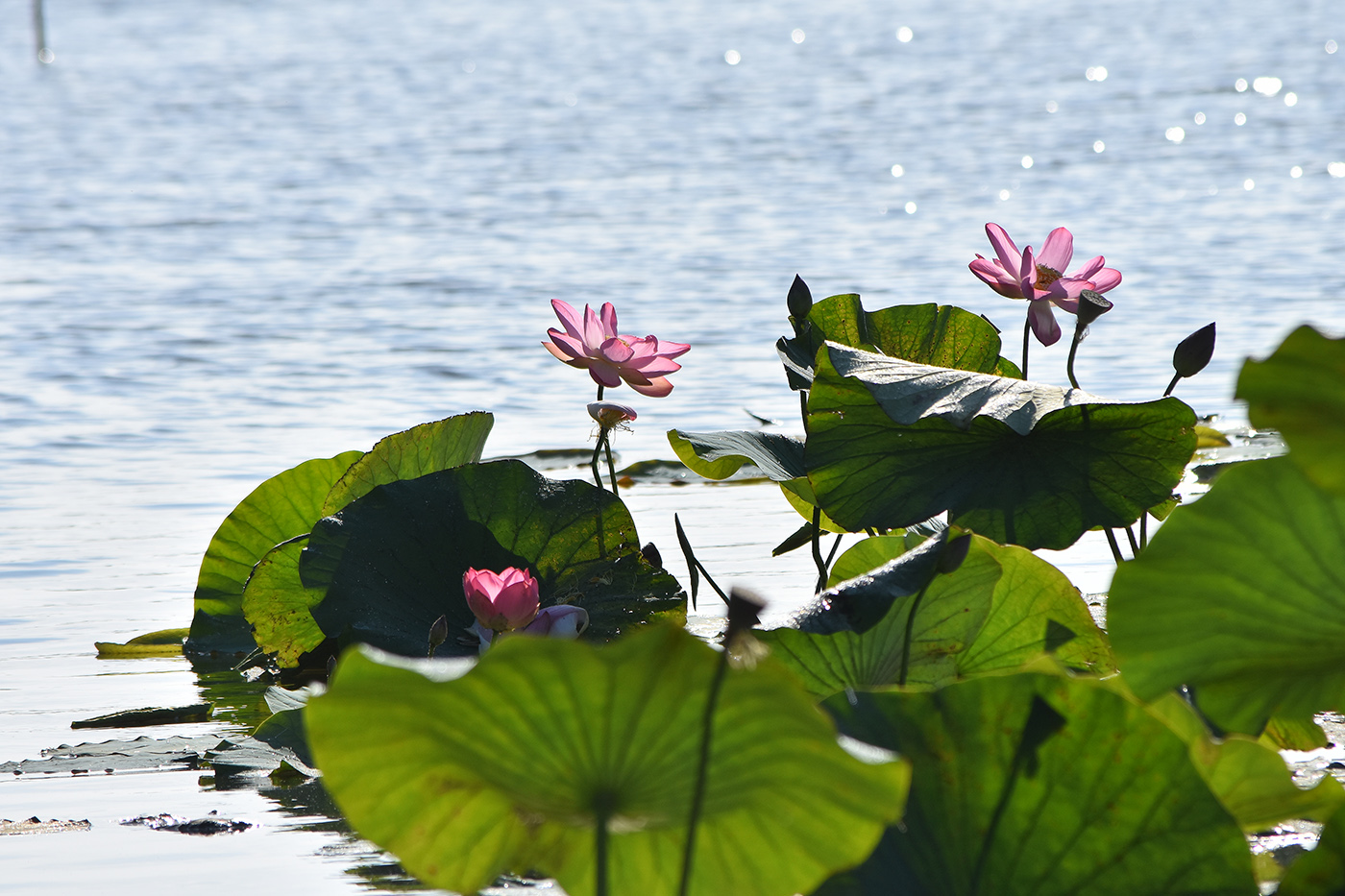 Изображение особи Nelumbo caspica.