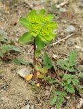 Euphorbia helioscopia. Цветущее растение. Азербайджан, Лерикский р-н, Зуванд, окр. с. Шонаджола. 12.04.2010.