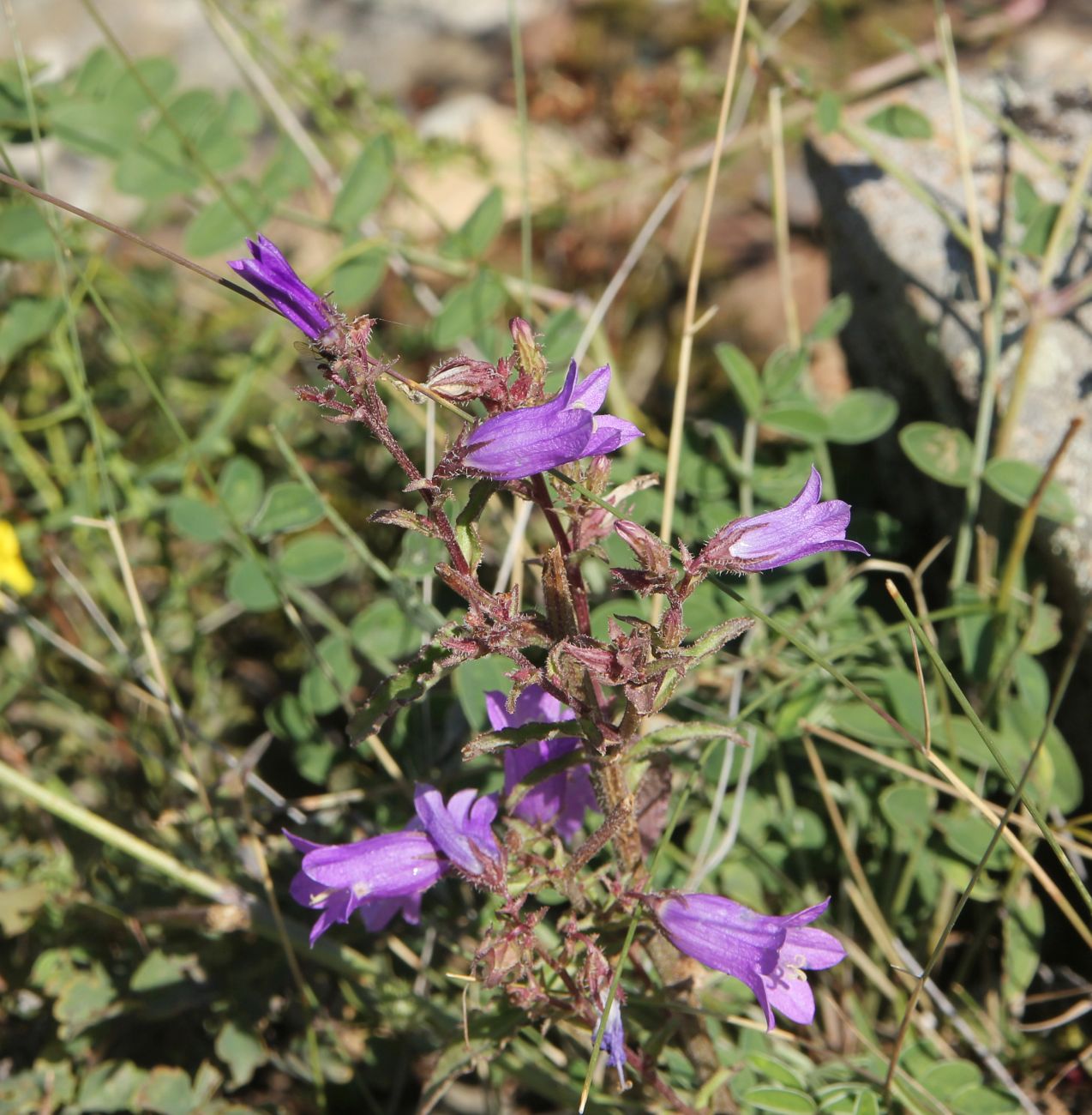 Изображение особи род Campanula.