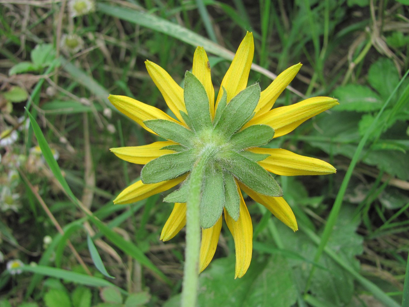 Изображение особи Rudbeckia hirta.