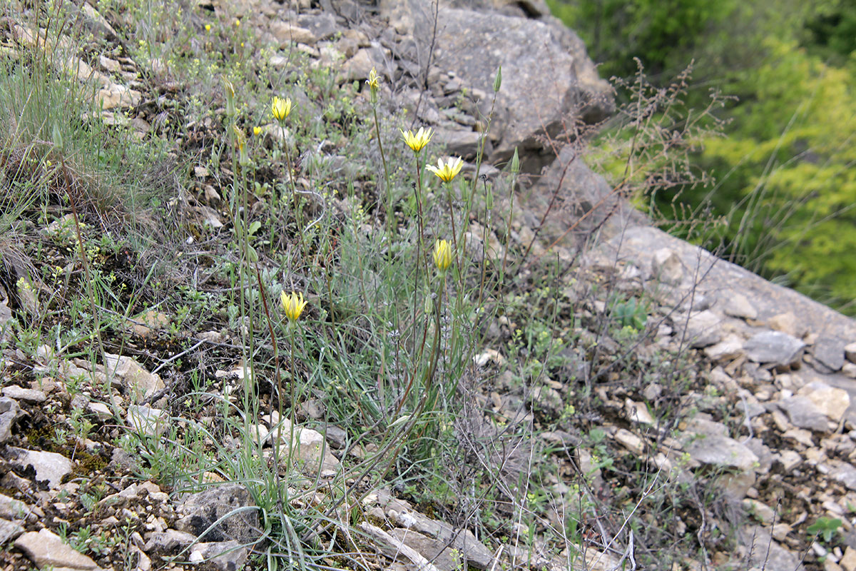 Image of genus Tragopogon specimen.