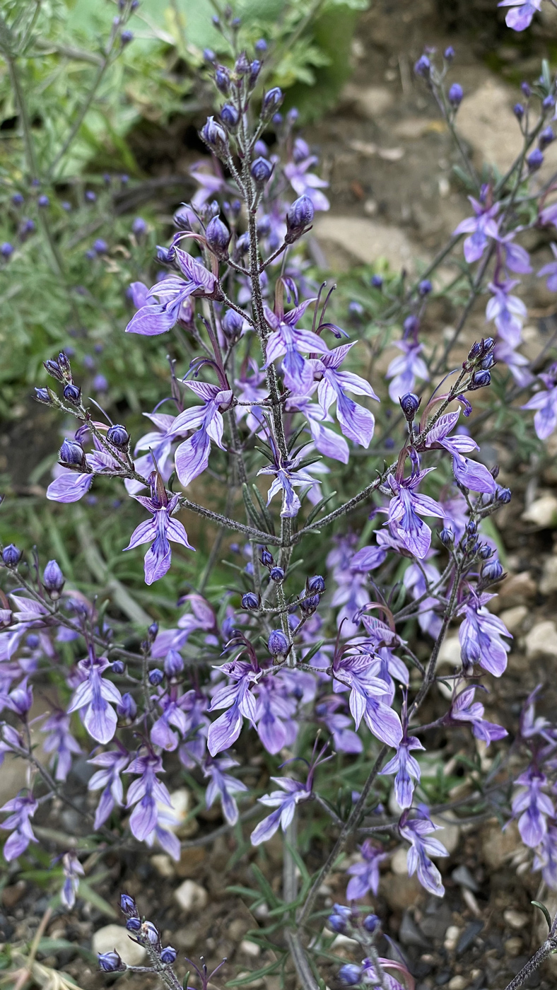 Image of Teucrium orientale specimen.