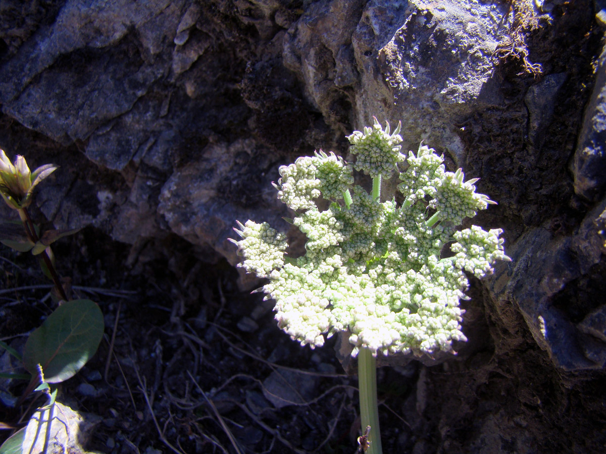 Image of Seseli alaicum specimen.