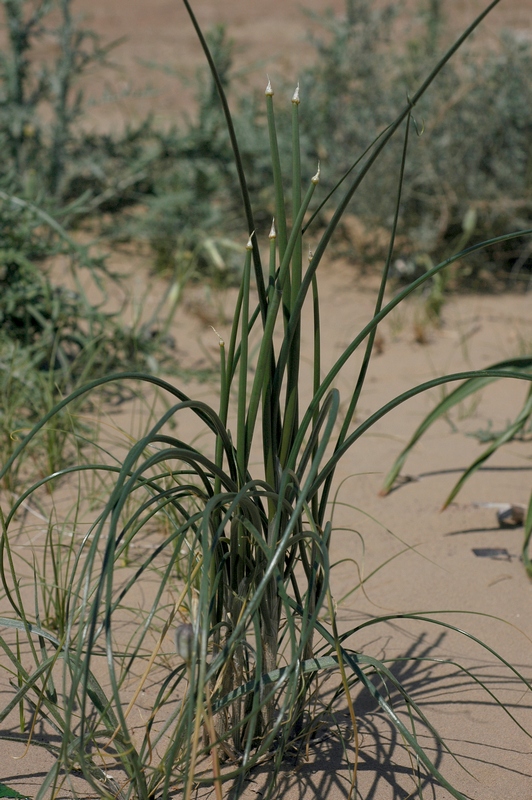 Image of Allium sabulosum specimen.