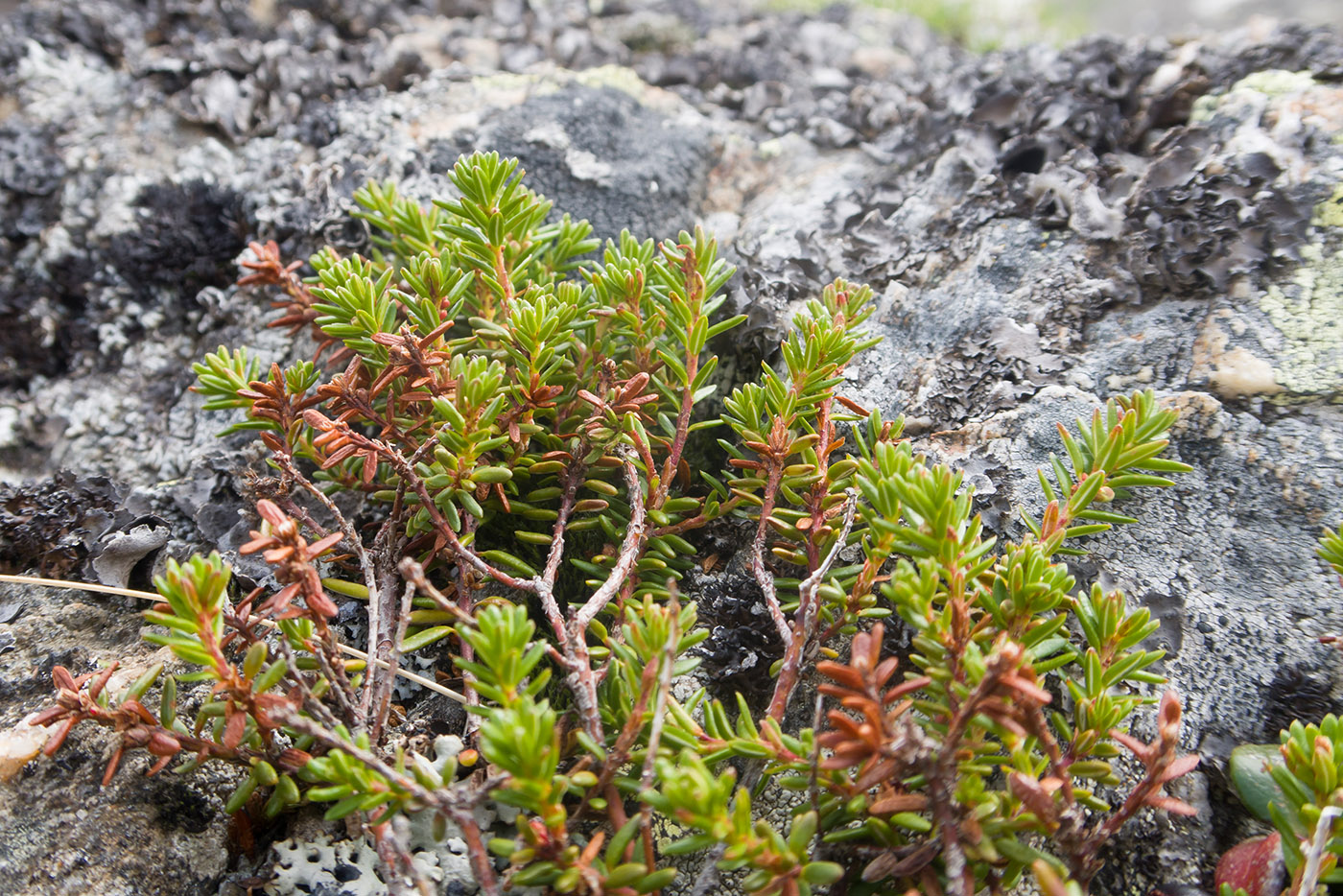 Изображение особи Empetrum caucasicum.