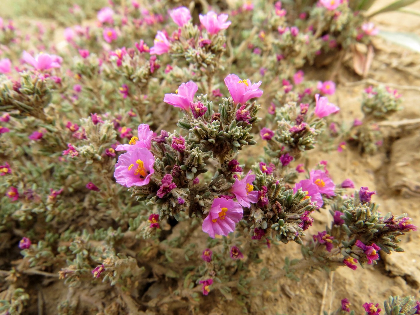 Image of Frankenia hirsuta specimen.