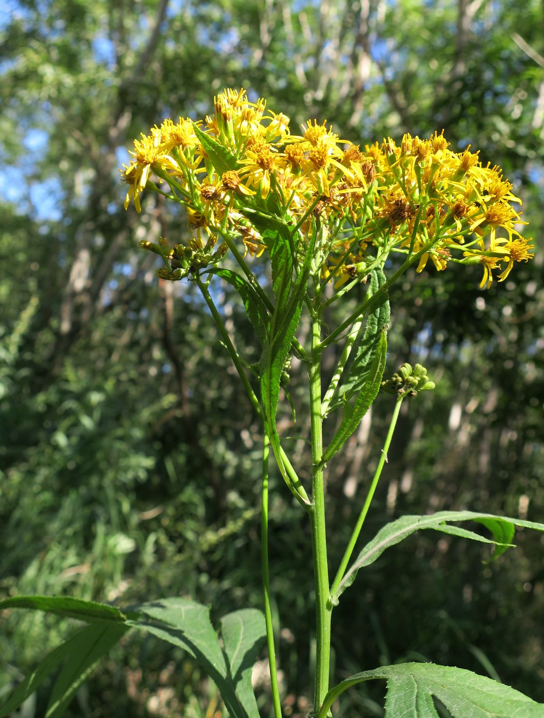 Image of Senecio cannabifolius specimen.