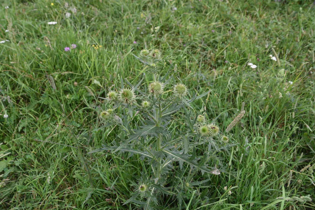 Изображение особи род Cirsium.