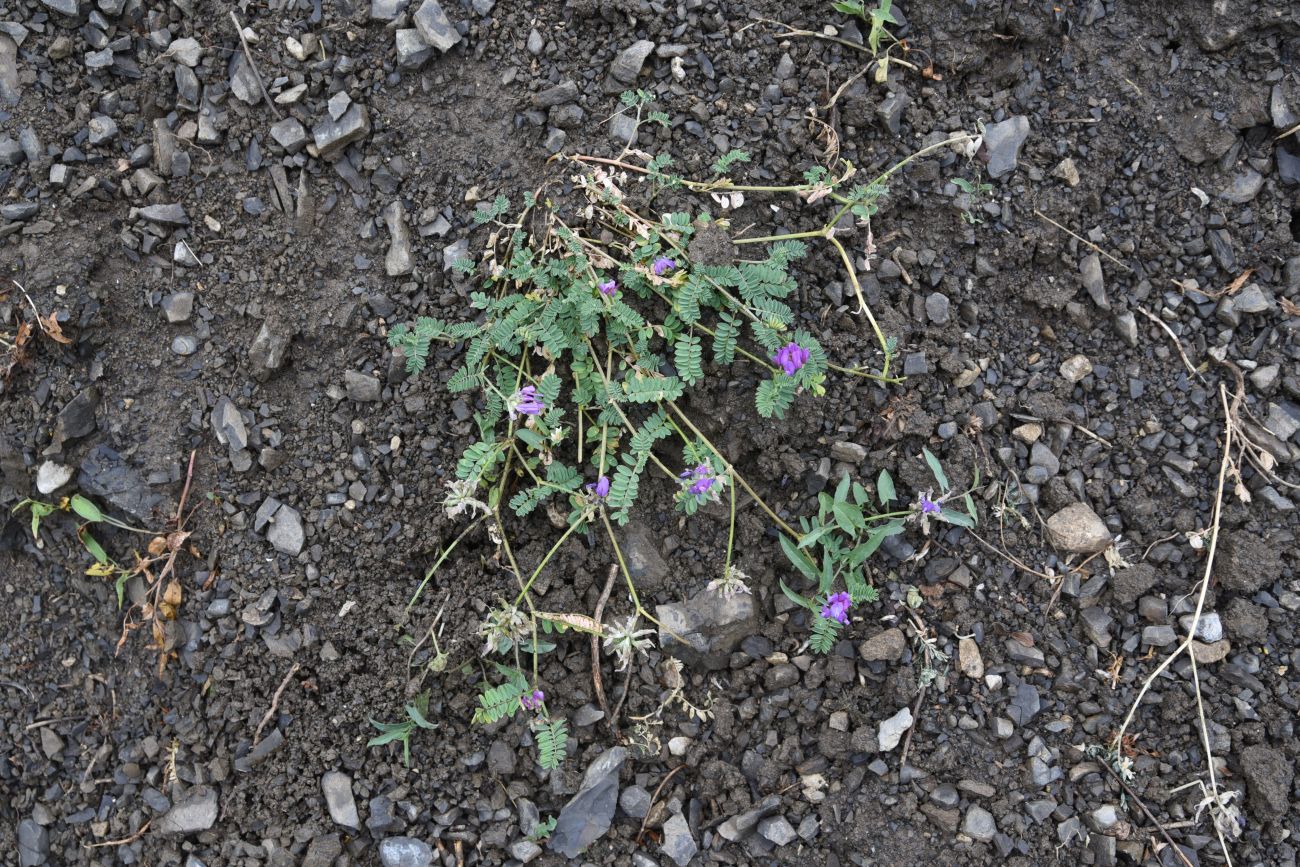 Image of genus Astragalus specimen.