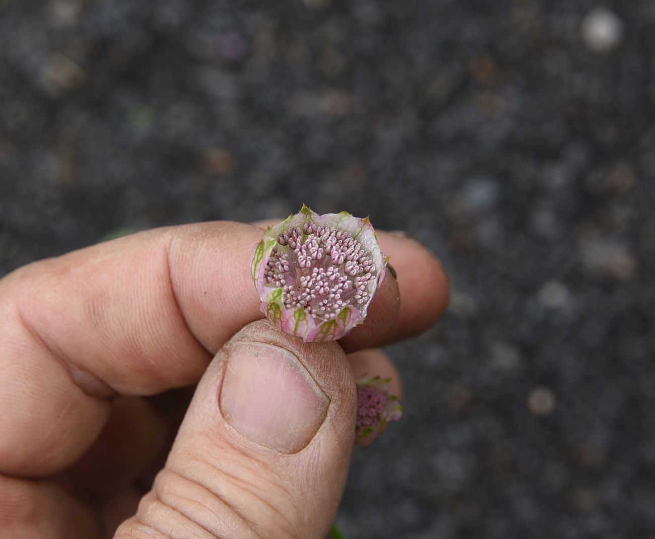 Image of Astrantia maxima specimen.