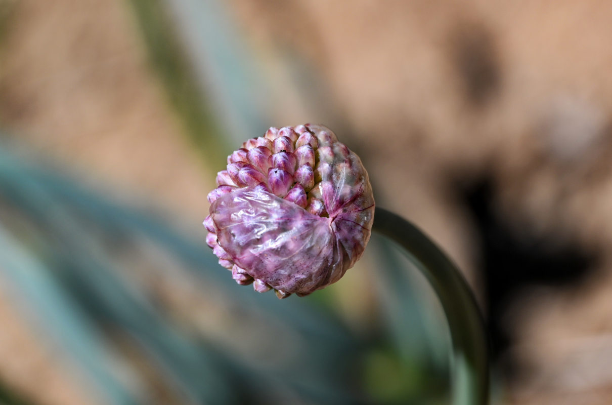 Image of Allium carolinianum specimen.