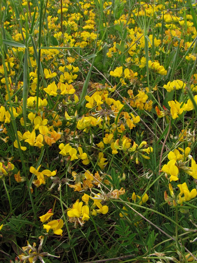 Изображение особи Hippocrepis comosa.