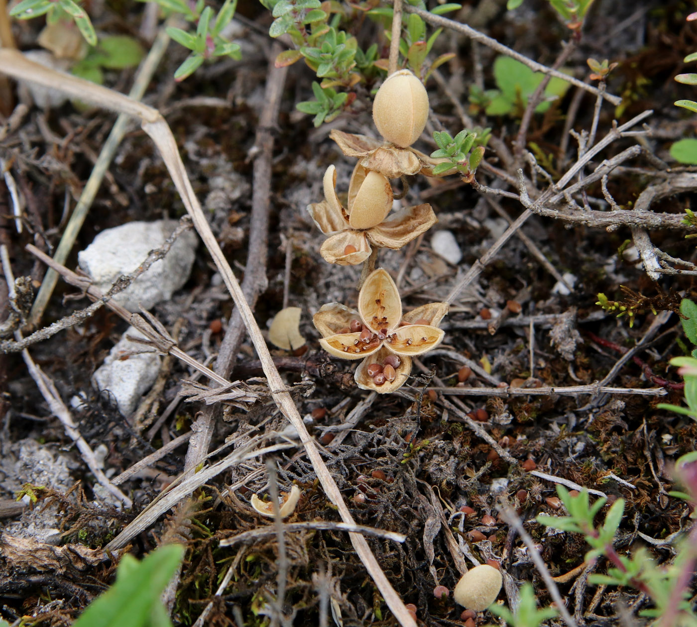 Image of Helianthemum nummularium specimen.