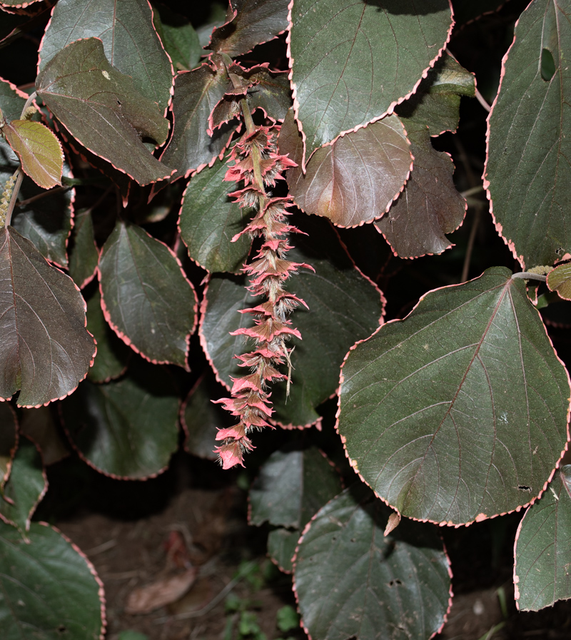 Image of Acalypha wilkesiana specimen.