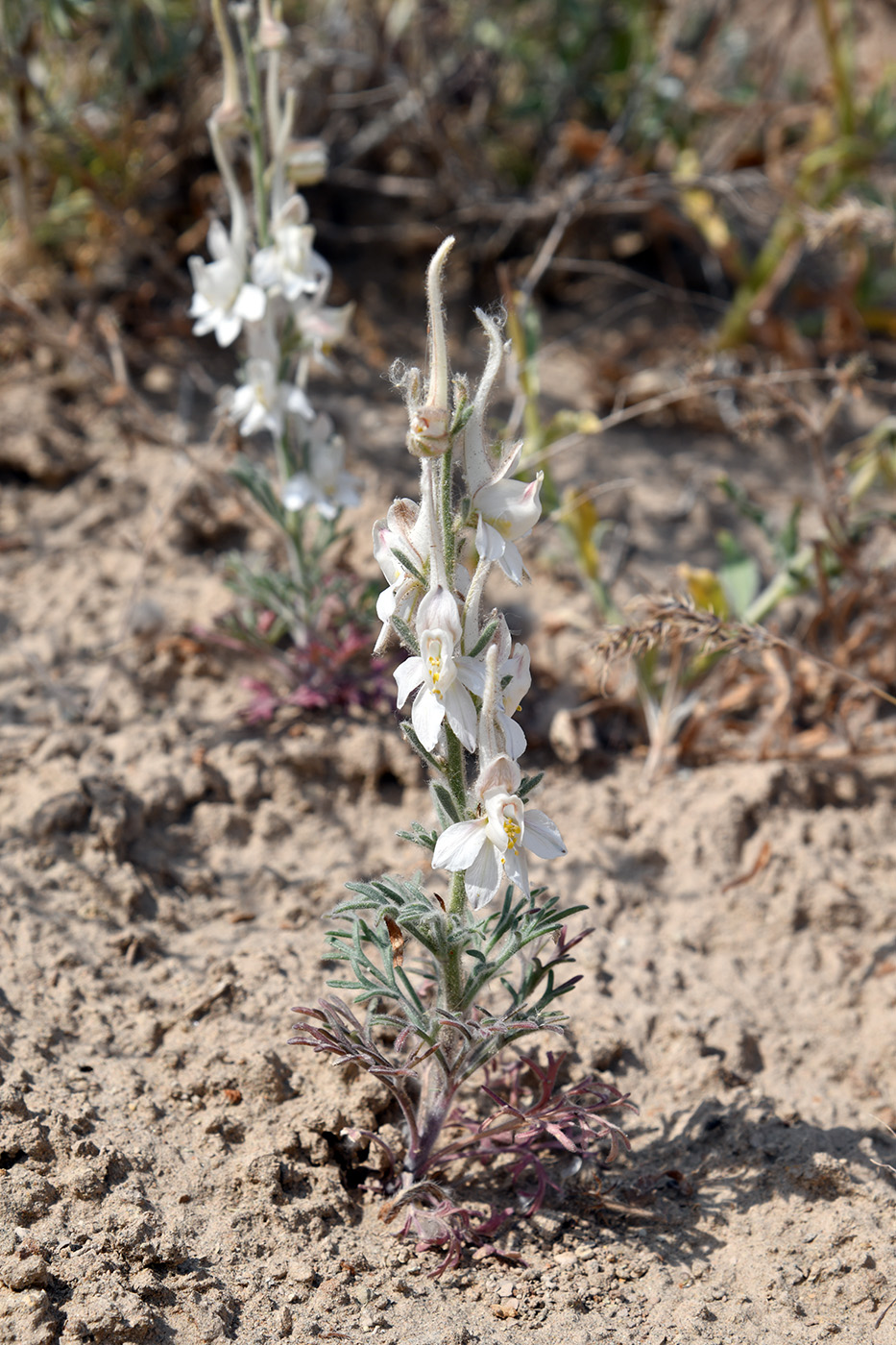 Image of Delphinium leptocarpum specimen.