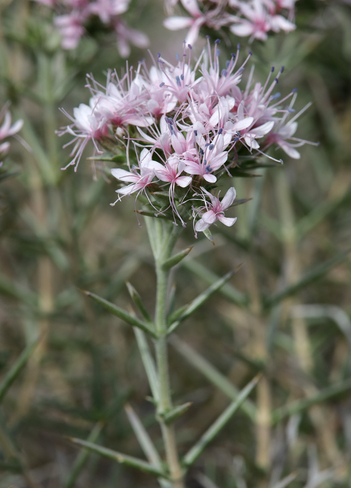 Image of Acanthophyllum pungens specimen.