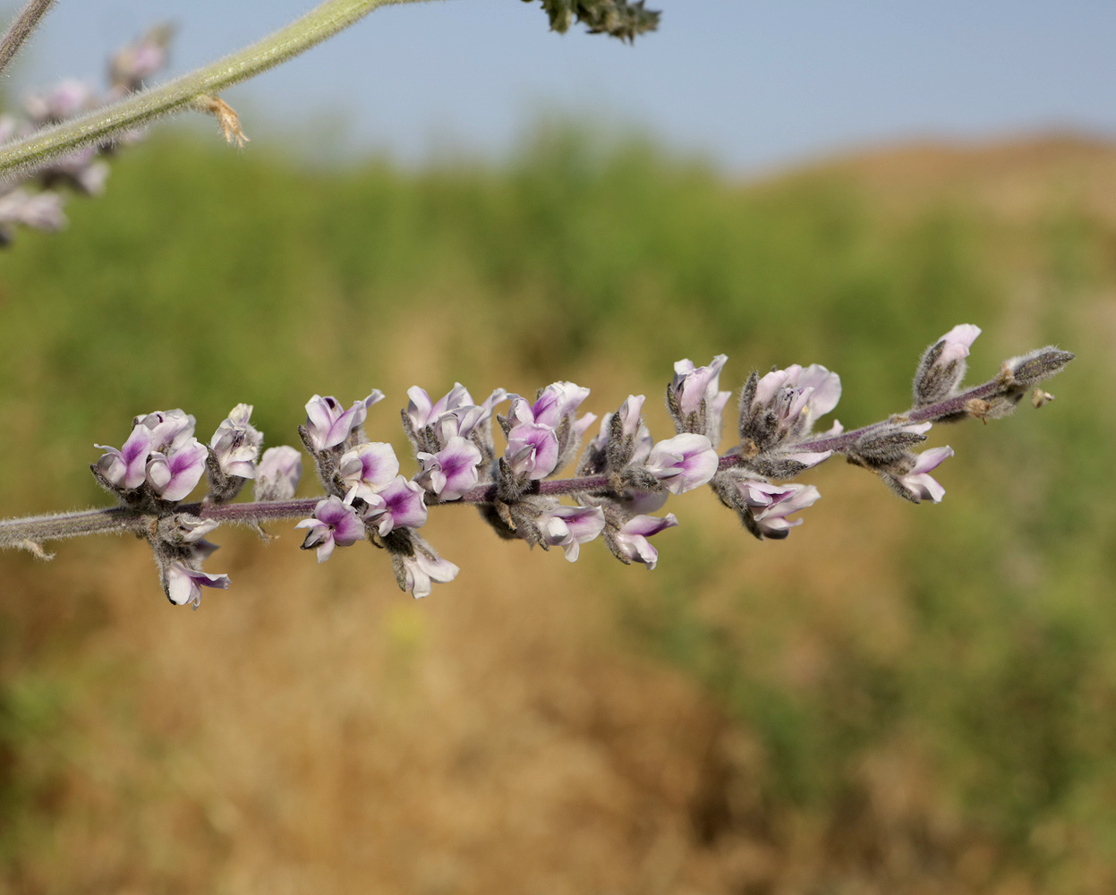 Изображение особи Psoralea drupacea.