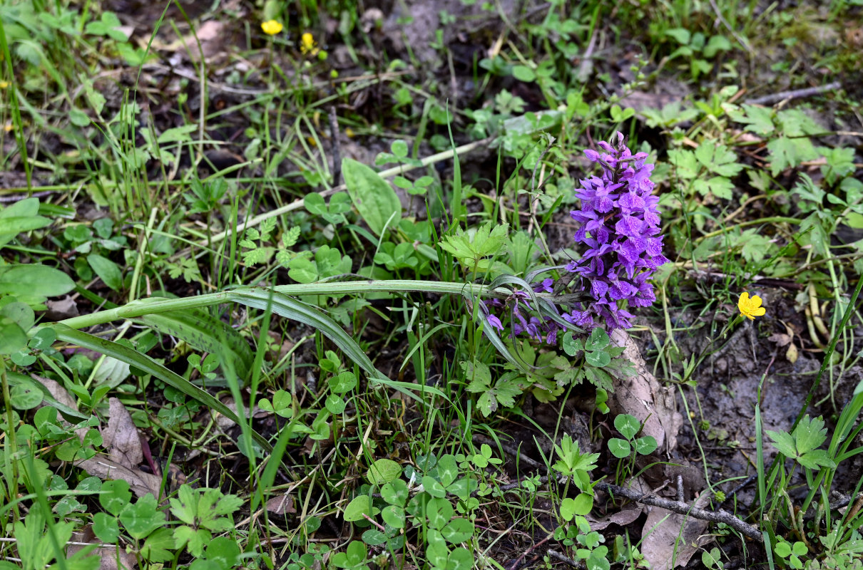 Image of Dactylorhiza euxina specimen.