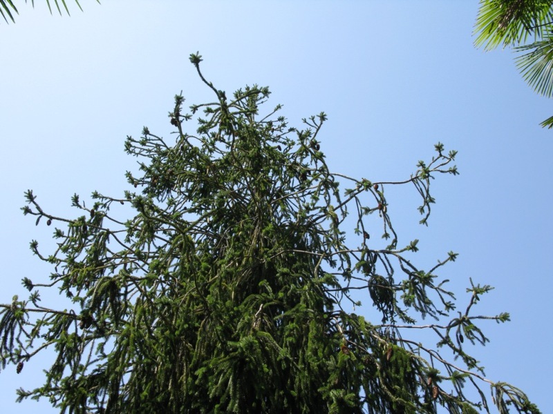 Image of Picea abies specimen.