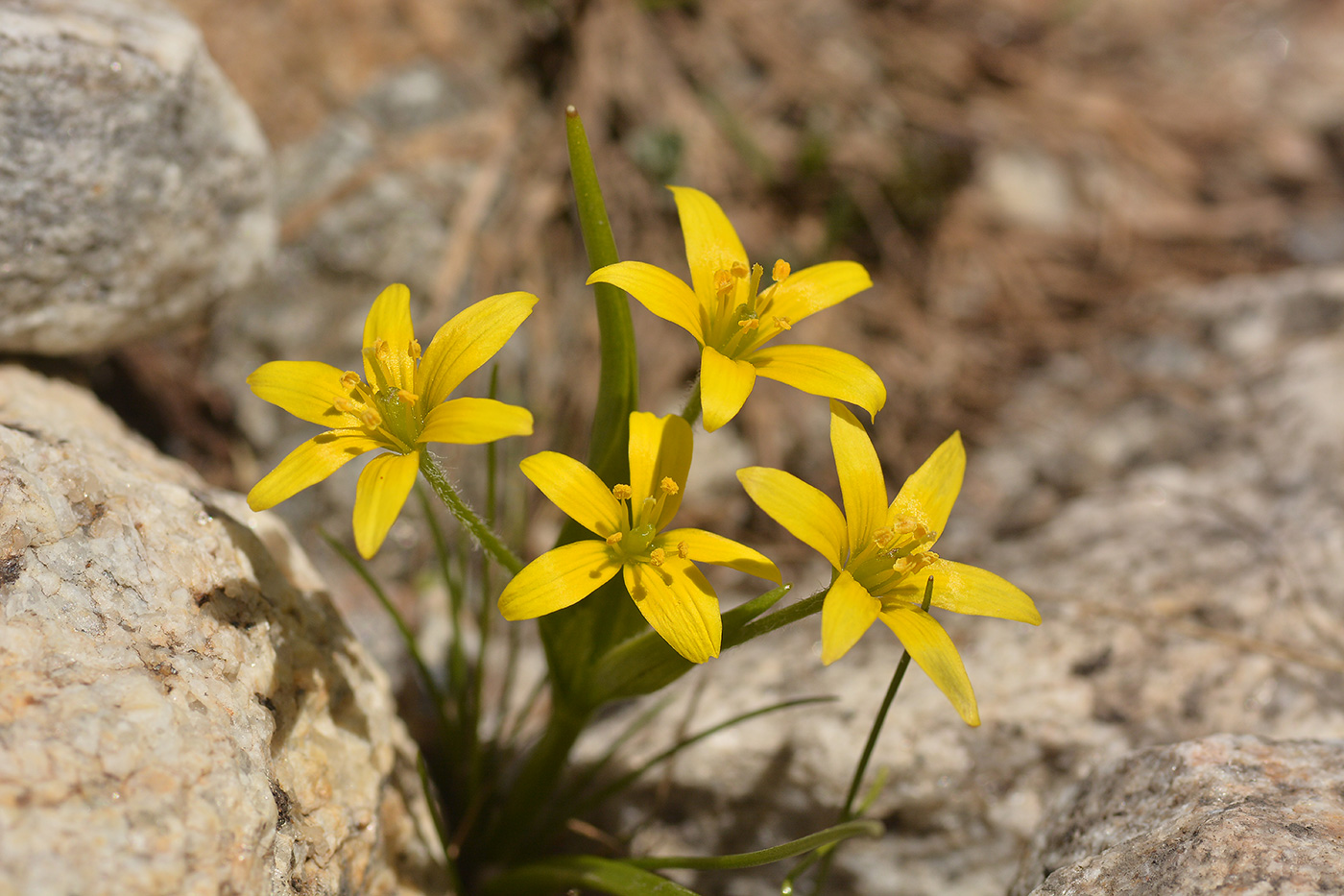 Image of Gagea sulfurea specimen.