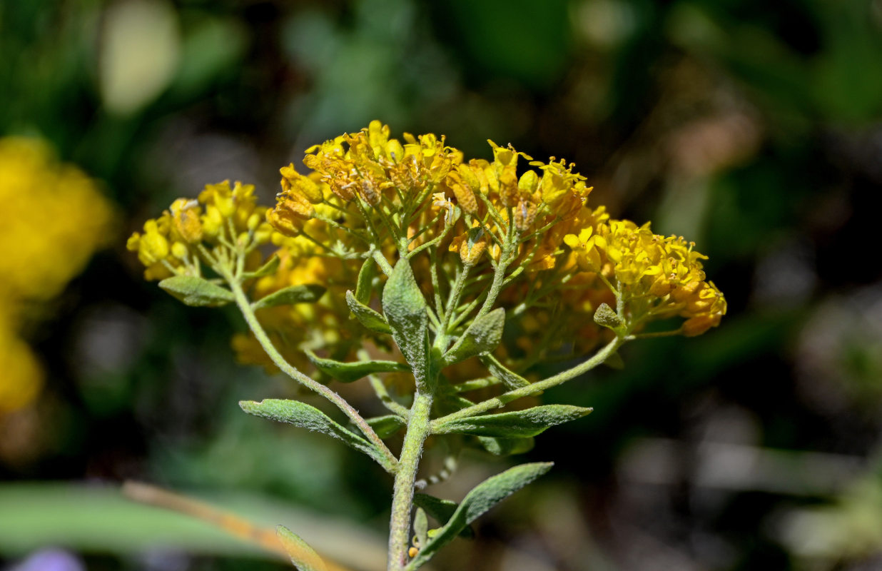 Image of Odontarrhena muralis specimen.