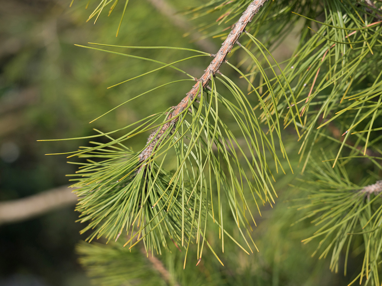 Image of Pinus sylvestris specimen.