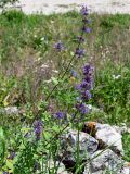 Nepeta grandiflora. Верхушка цветущего растения. Ингушетия, Джейрахский р-н, с. Эгикал, ≈ 1200 м н.у.м., каменистый участок лугового склона. 24.07.2022.