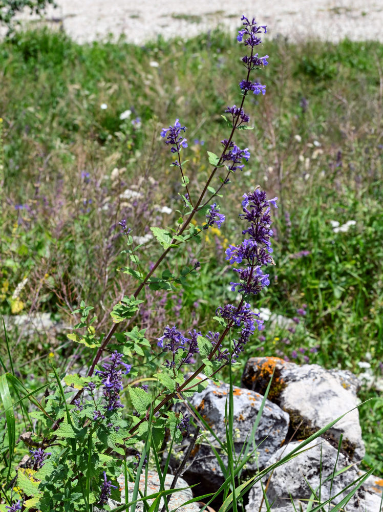 Image of Nepeta grandiflora specimen.