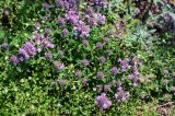 genus Thymus. Цветущие растения в сообществе с Arenaria, Poa и Teucrium. Грузия, Самцхе-Джавахети, окр. крепости Ацкури, каменистый склон. 12.06.2023.