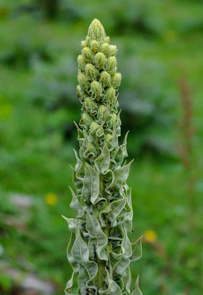 Изображение особи род Verbascum.