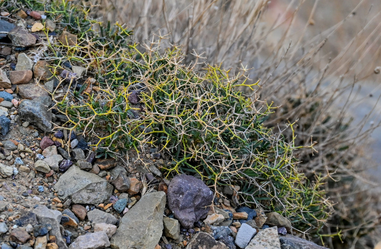 Image of Bupleurum spinosum specimen.