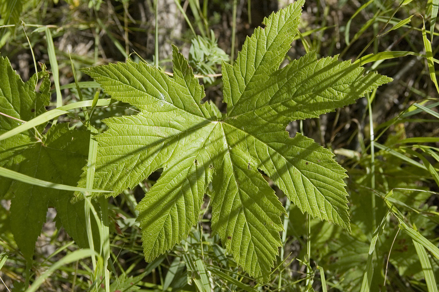 Изображение особи Filipendula palmata.