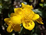 Caltha membranacea