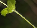 Pseudostellaria japonica