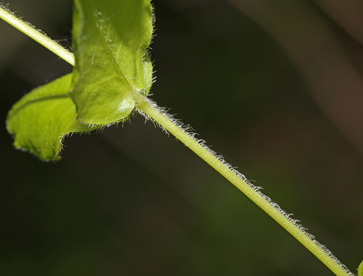 Image of Pseudostellaria japonica specimen.