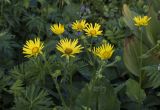 Doronicum macrophyllum. Верхушки побегов с соцветиями. Республика Адыгея, Майкопский р-н, ок. 7 км к югу от с. Новопрохладное, хр. Ду-Ду-Гуш, выс. ок. 1570 м н.у.м., субальпийский луг. 09.06.2024.