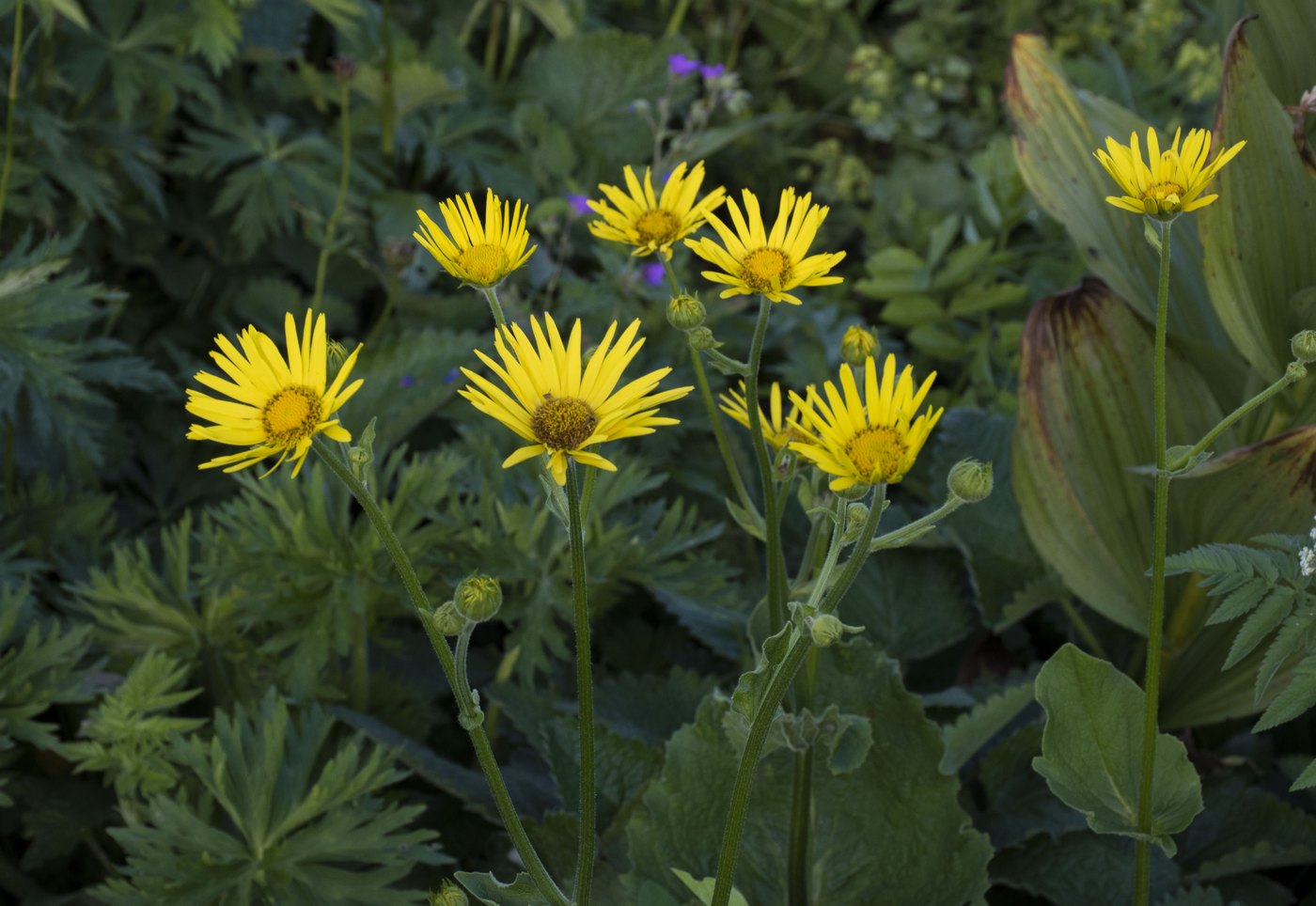 Image of Doronicum macrophyllum specimen.