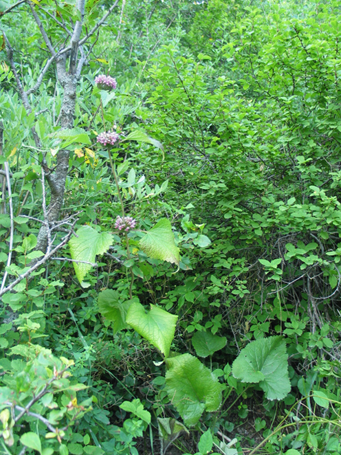 Изображение особи Phlomoides adylovii.