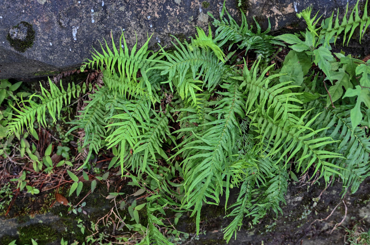 Изображение особи Pteris vittata.