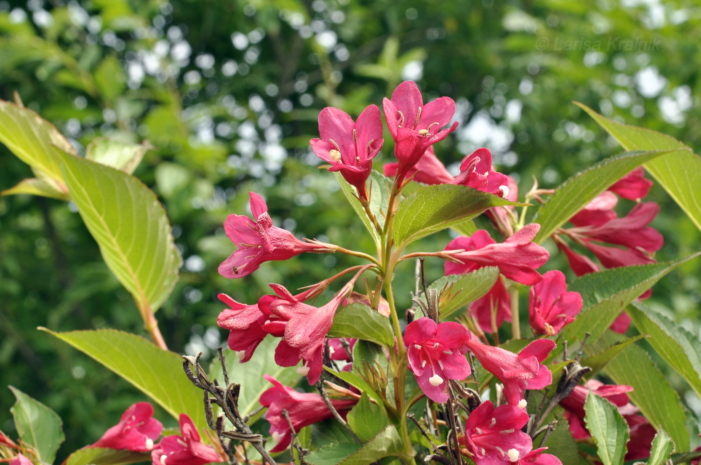 Image of Weigela hortensis specimen.