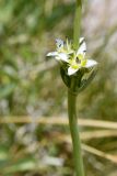 Swertia lactea