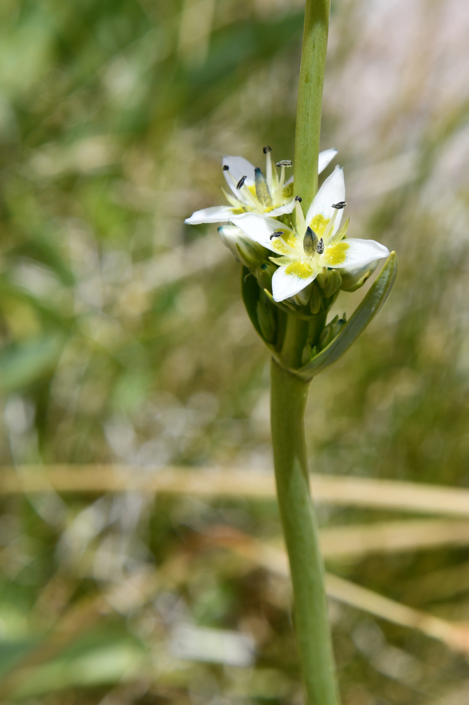 Image of Swertia lactea specimen.